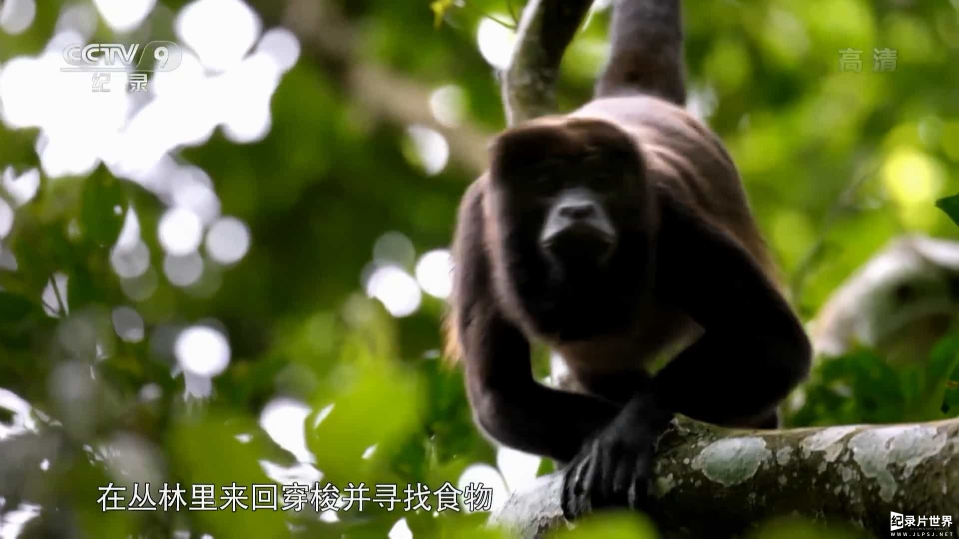 斯密森频道《热带雨林的奥秘 Mysteries of the Rainforest 2016》全2集