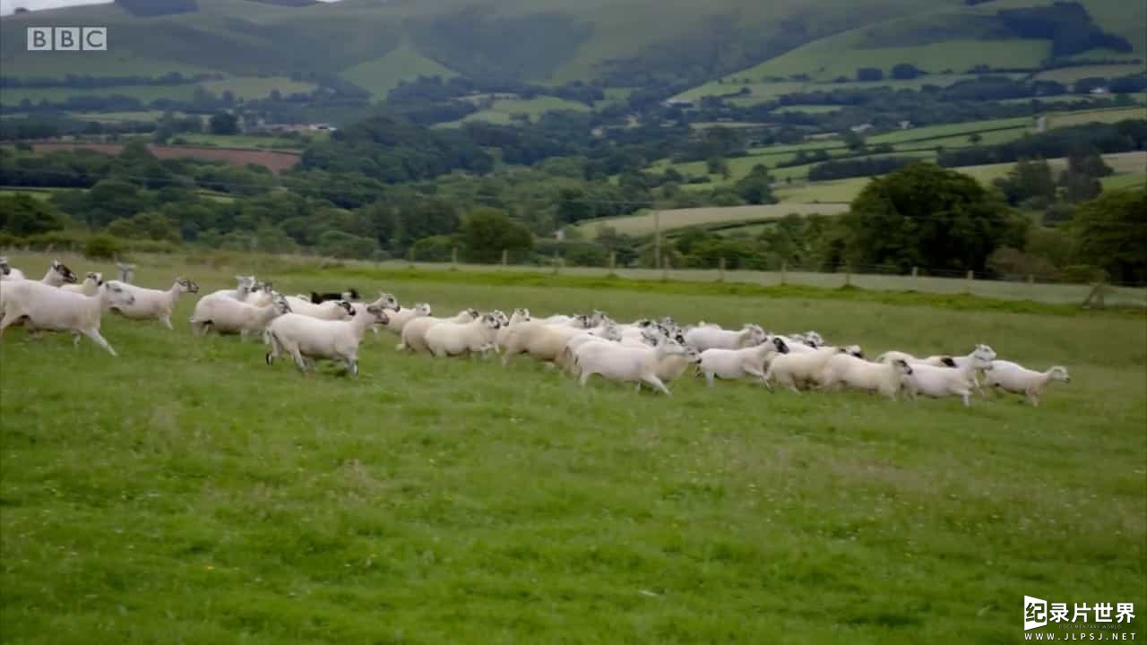 BBC纪录片《英国防止虐待动物协会的问题 Trouble at the RSPCA 2017》全1集