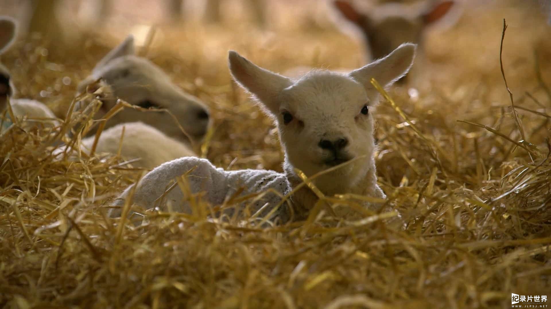 BBC纪录片《农耕生活/农场生活/耕种生活 This Farming Life 2016-2022》第1-5季全60集