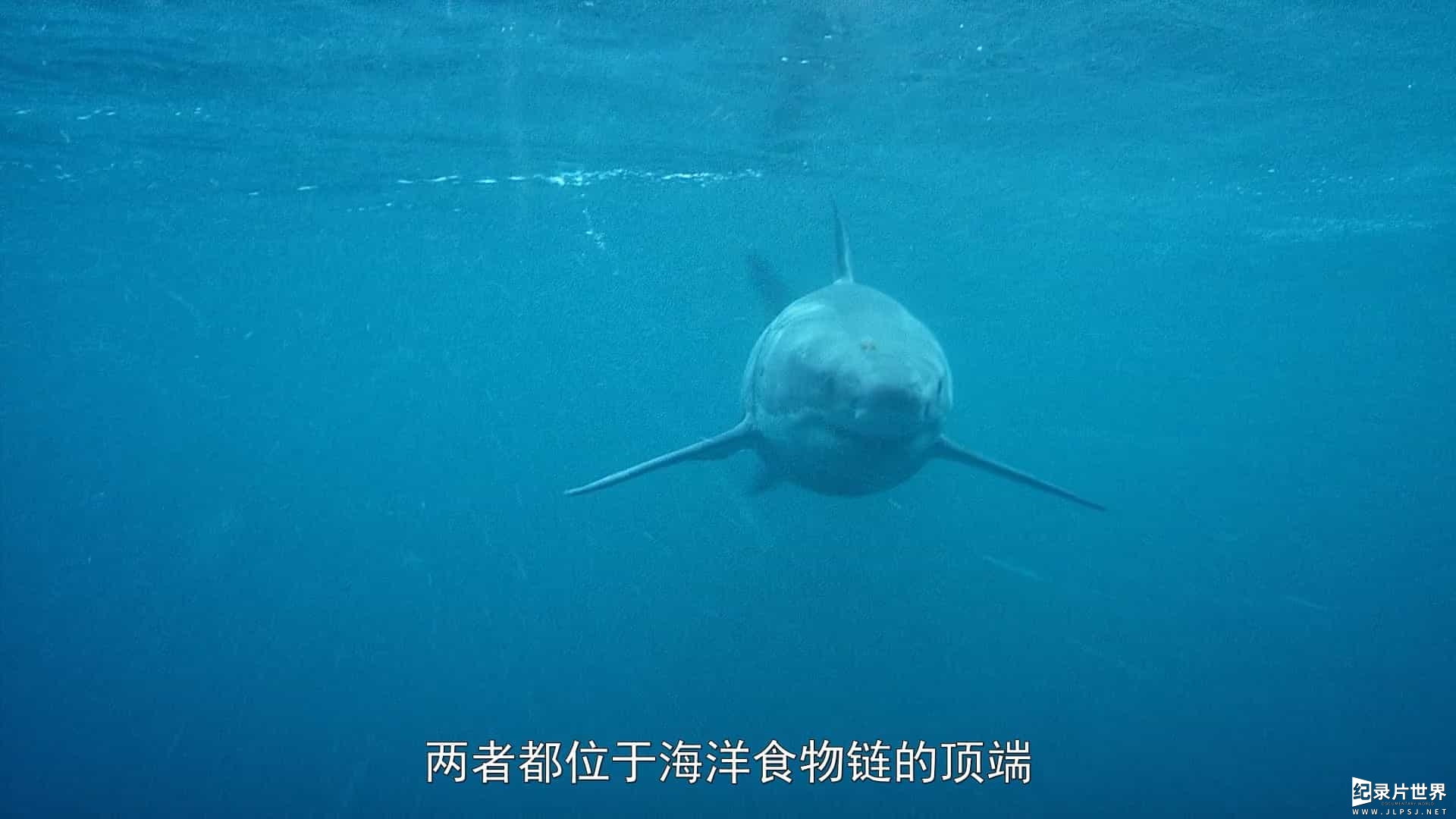 国家地理《虎鲸对上大白鲨 Orca vs. Great White 2021》全1集