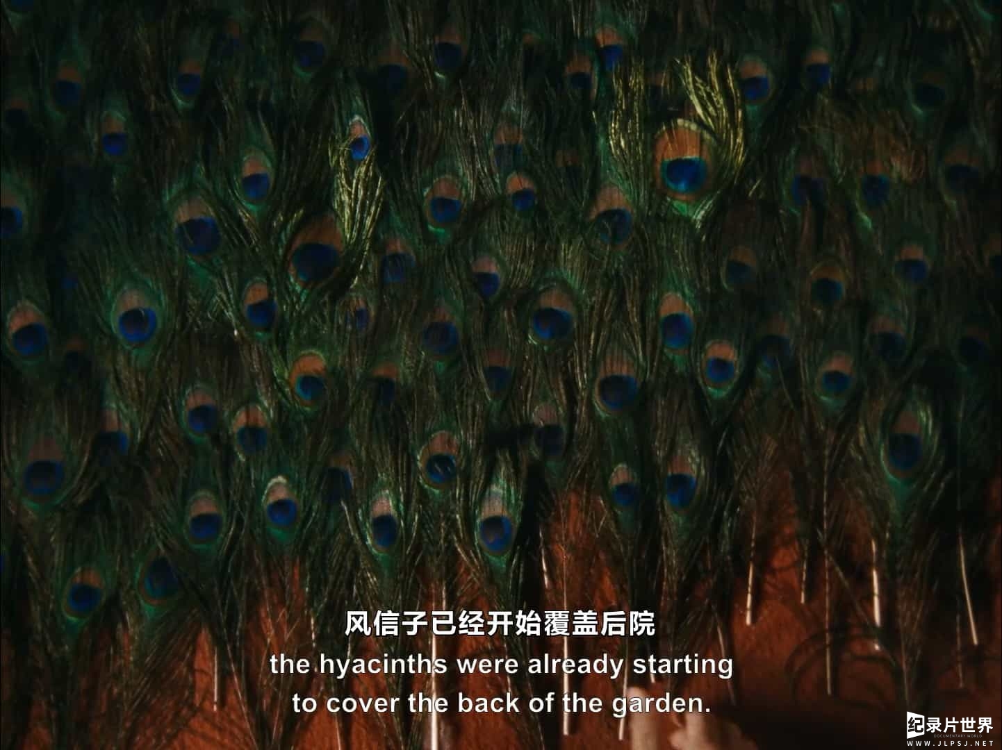 葡萄牙纪录片《鸟类变形记/鸟是海与树的孩子 The Metamorphosis of Birds 2020》全1集 