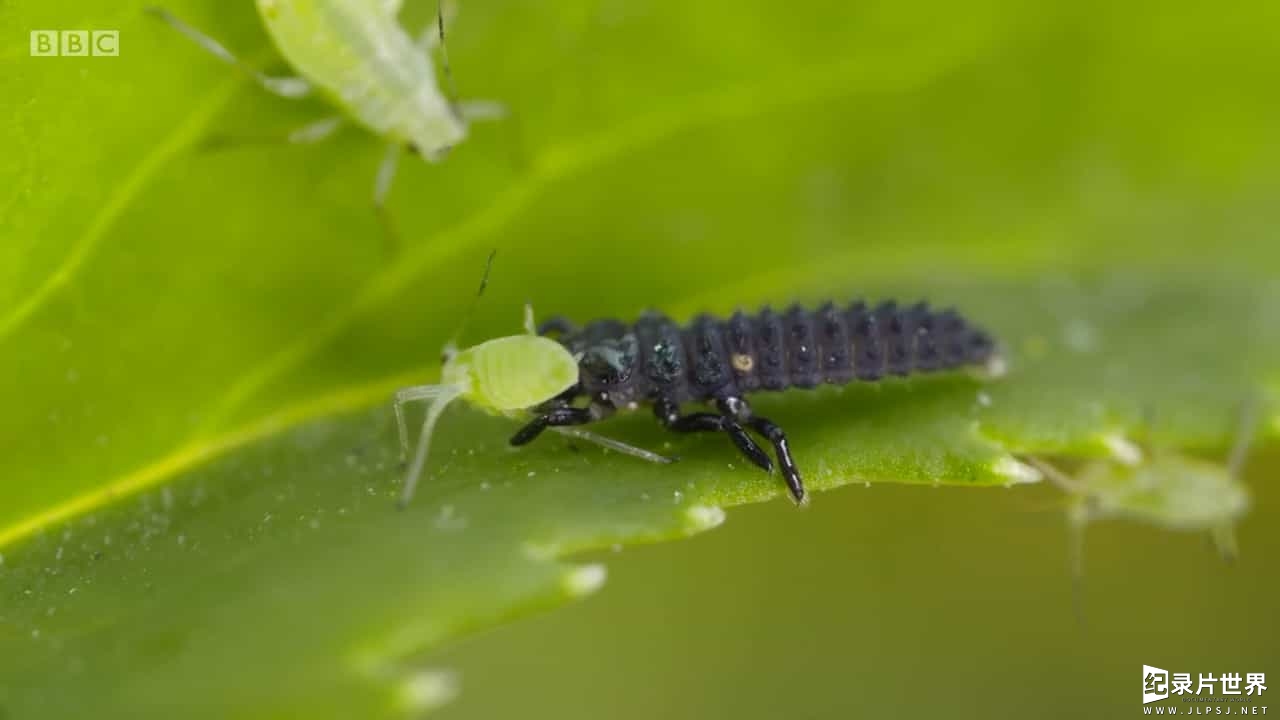 BBC纪录片《英国花园：草坪上的生物 The British Garden Life and Death on Your Lawn 2017》全1集