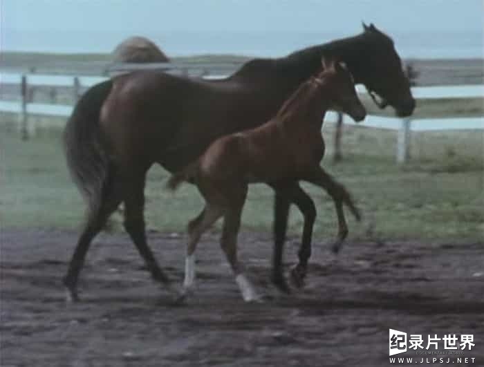 日本纪录片《马之诗 Song of the Horse 1970》全1集 