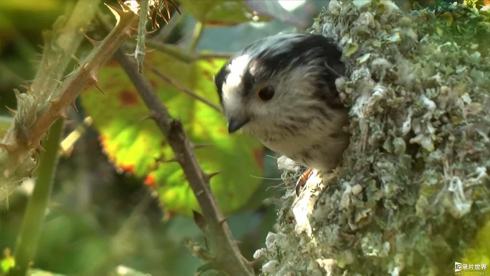 BBC纪录片《赏春 Springwatch 2017》全12集