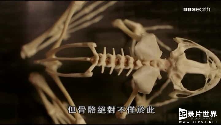 BBC纪录片《骨骼的秘密/骨骼的奥秘  Secrets of Bones 》全1集