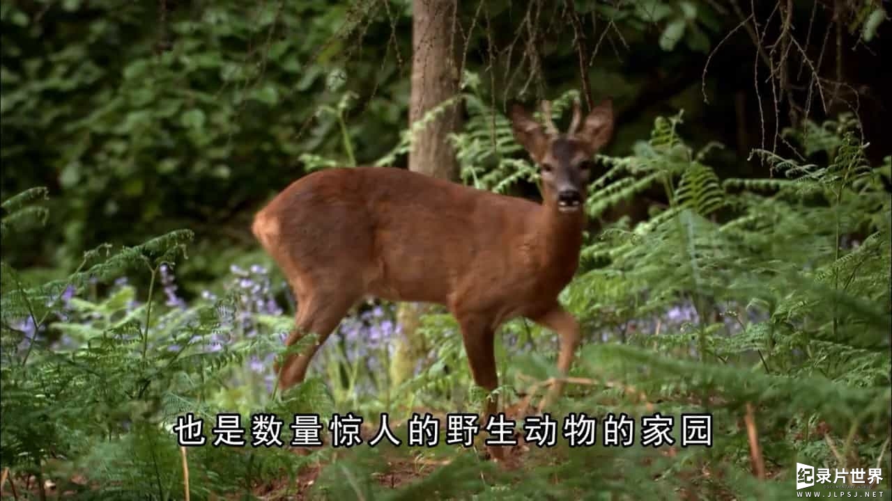 BBC纪录片《吉米的森林 Jimmy’s Forest》全4集