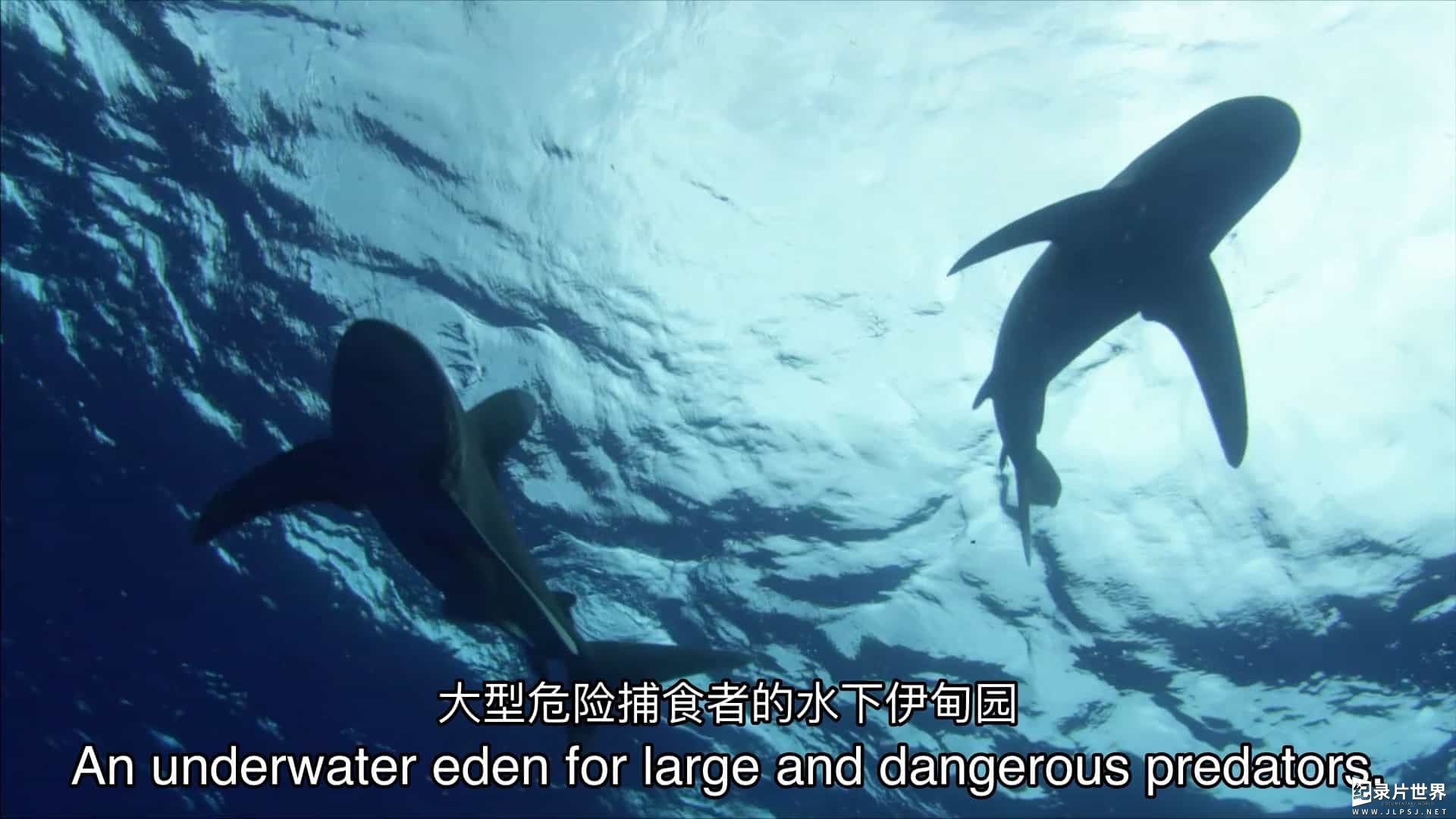 LoveNature纪录片《无垠的狂野蓝海 Great Blue Wild》第1-3季全18集