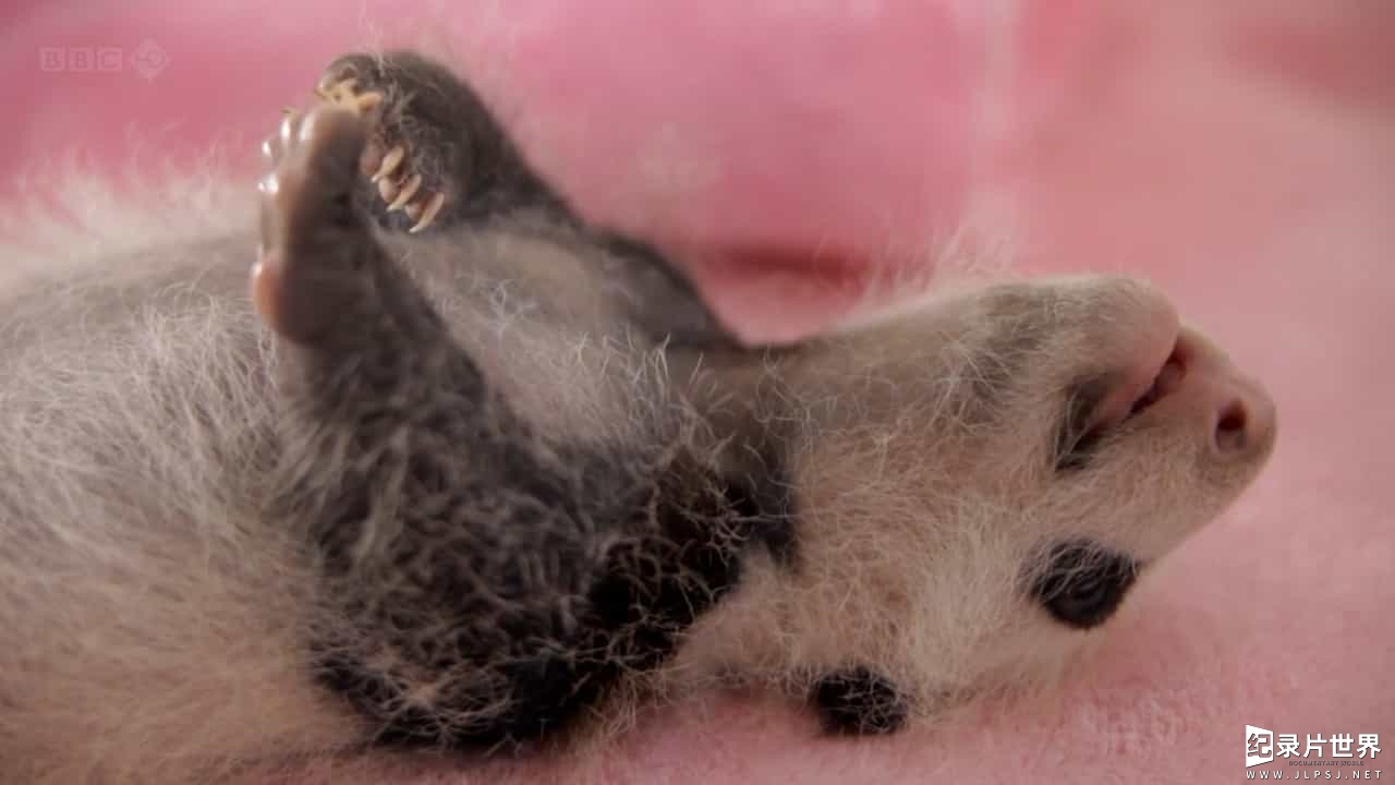 BBC纪录片《自然世界:大熊猫缔造者 The Natural World: Panda Make》全1集