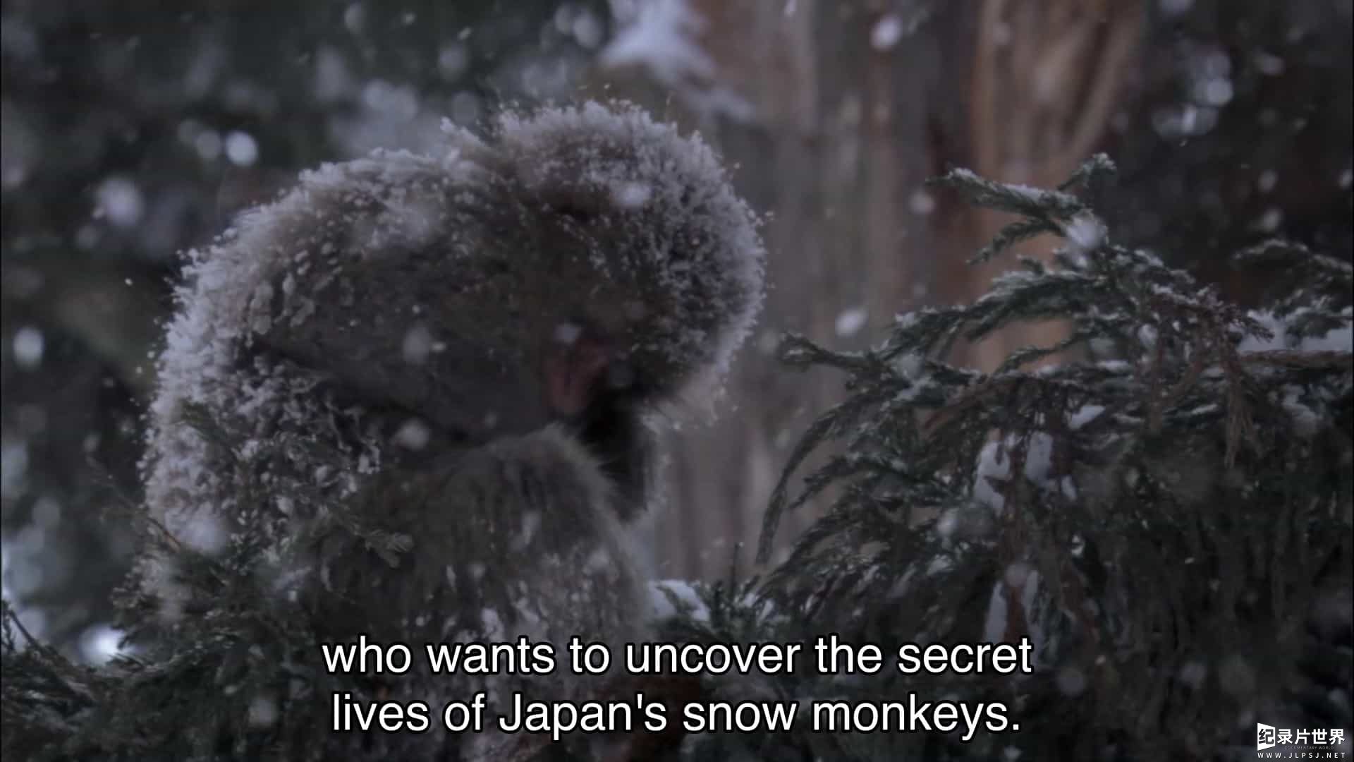 BBC纪录片《自然世界:雪猿 Natural World Snow Monkeys 2009》全1集