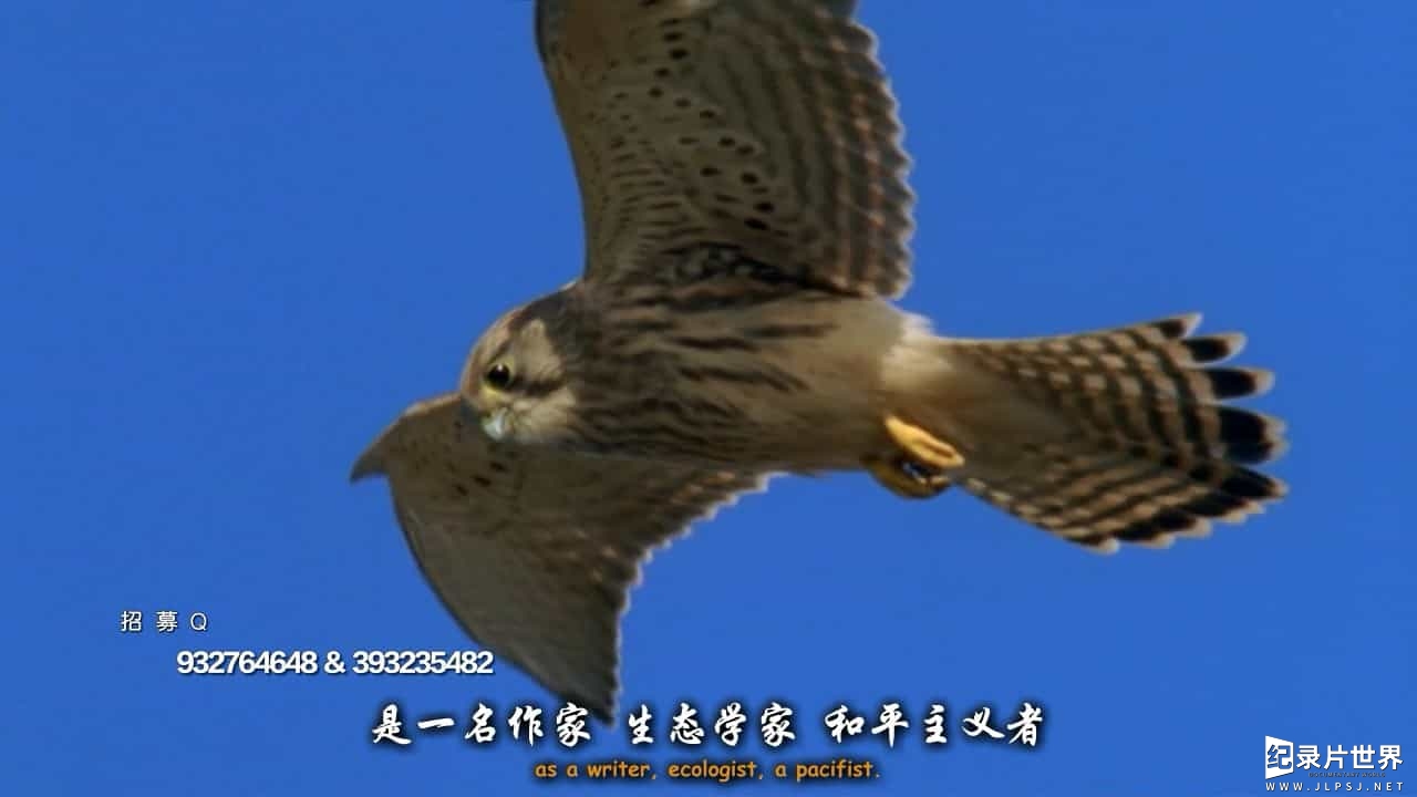 BBC纪录片《自然世界 地球朝圣者 Natural World Earth Pilgrim A Year on Dartmoor》全1集