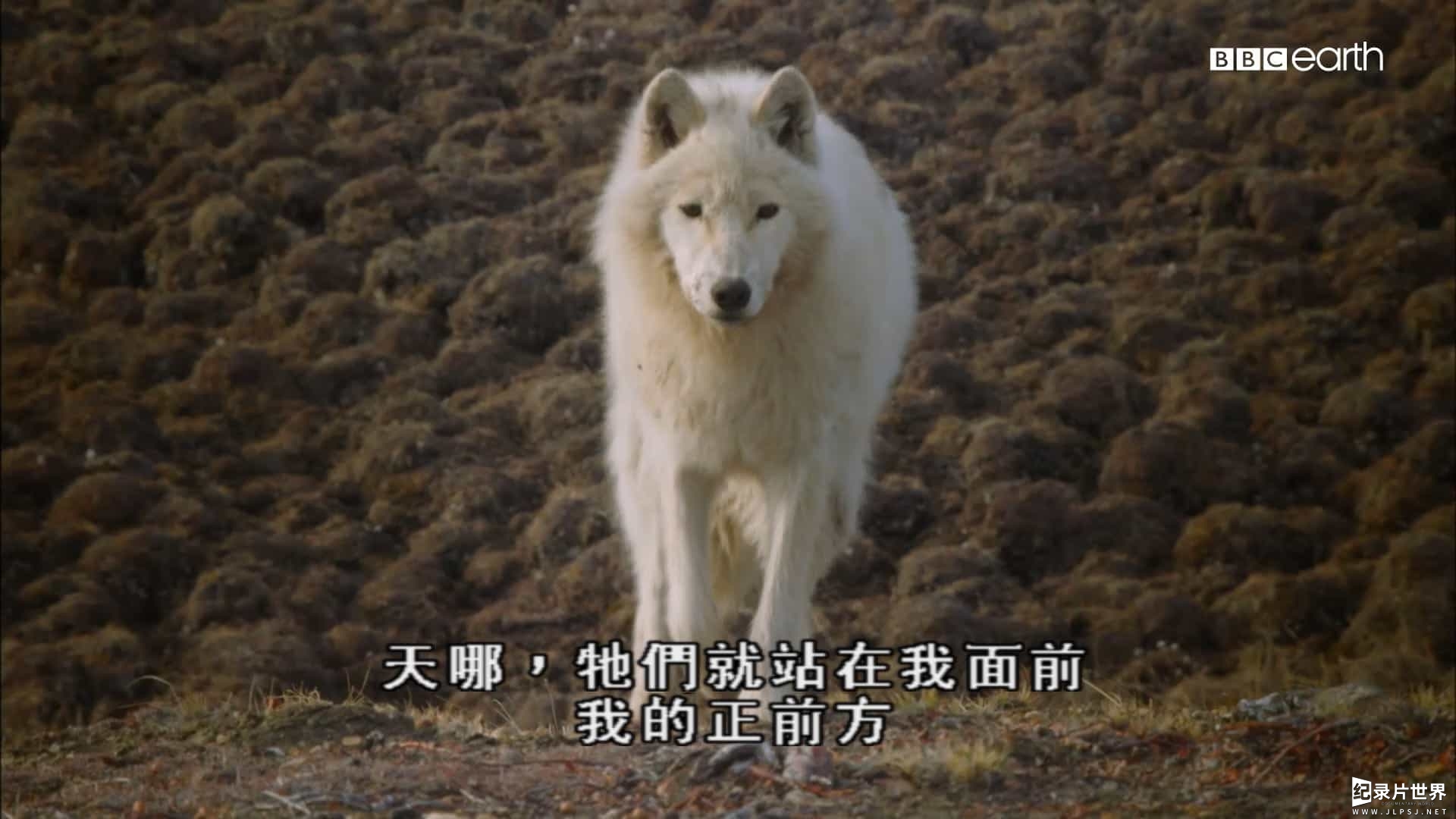 BBC纪录片《雪狼家族与我/北极狼家族与我/我和雪狼家族 The Snow Wolf Family & Me 》第1季