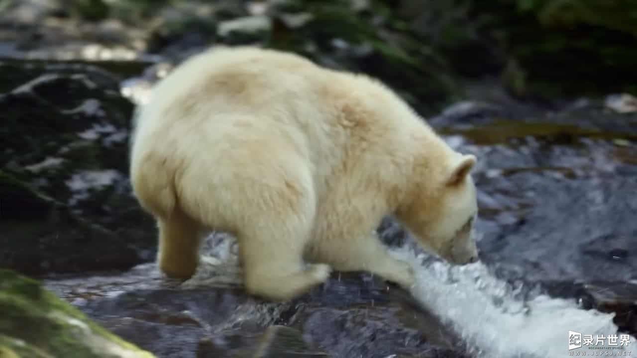 BBC纪录片《灵熊一家 Spirit Bear Family》全1集