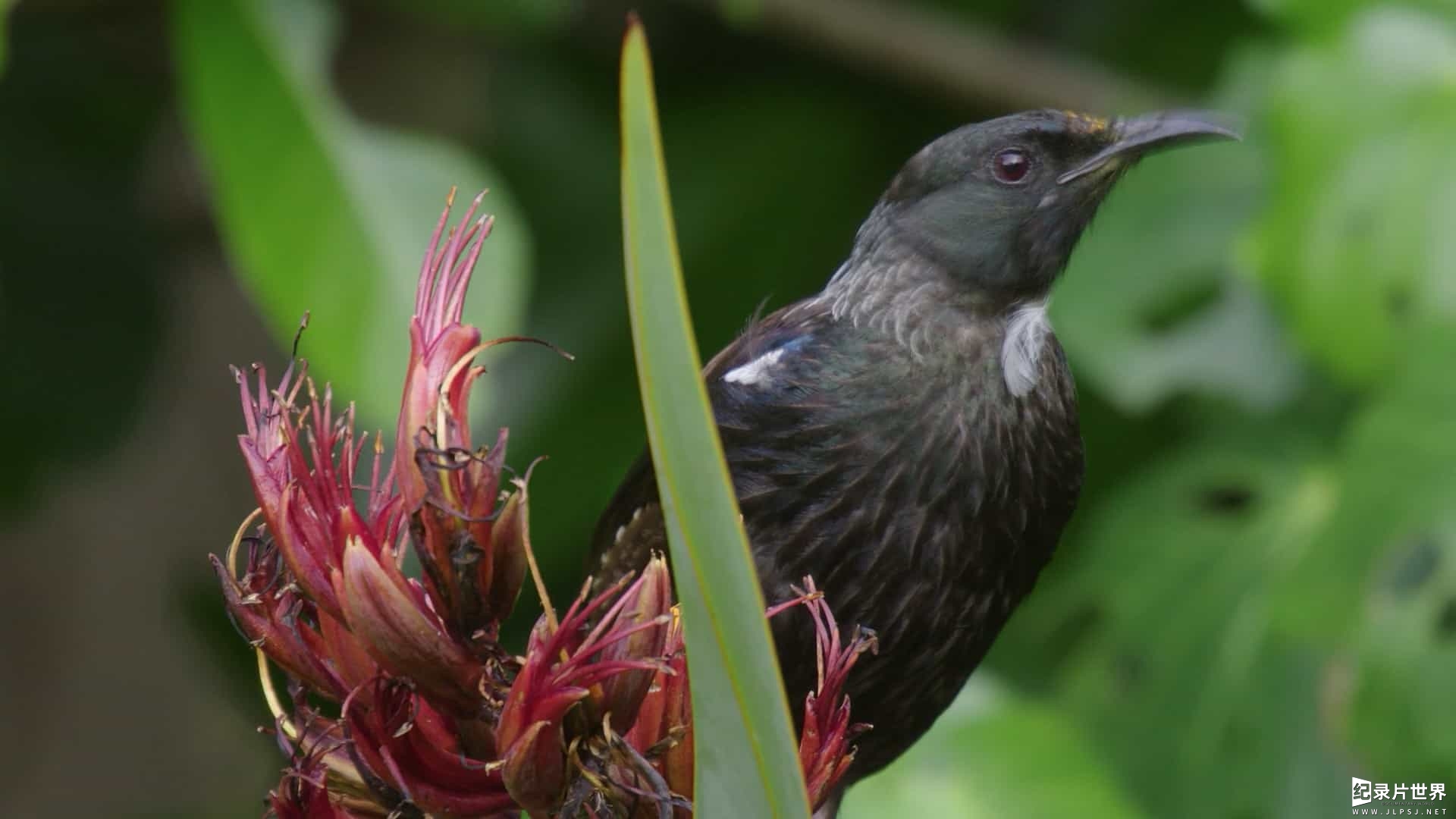 加拿大纪录片《野性新西兰 Wildest New Zealand 2017》全1集