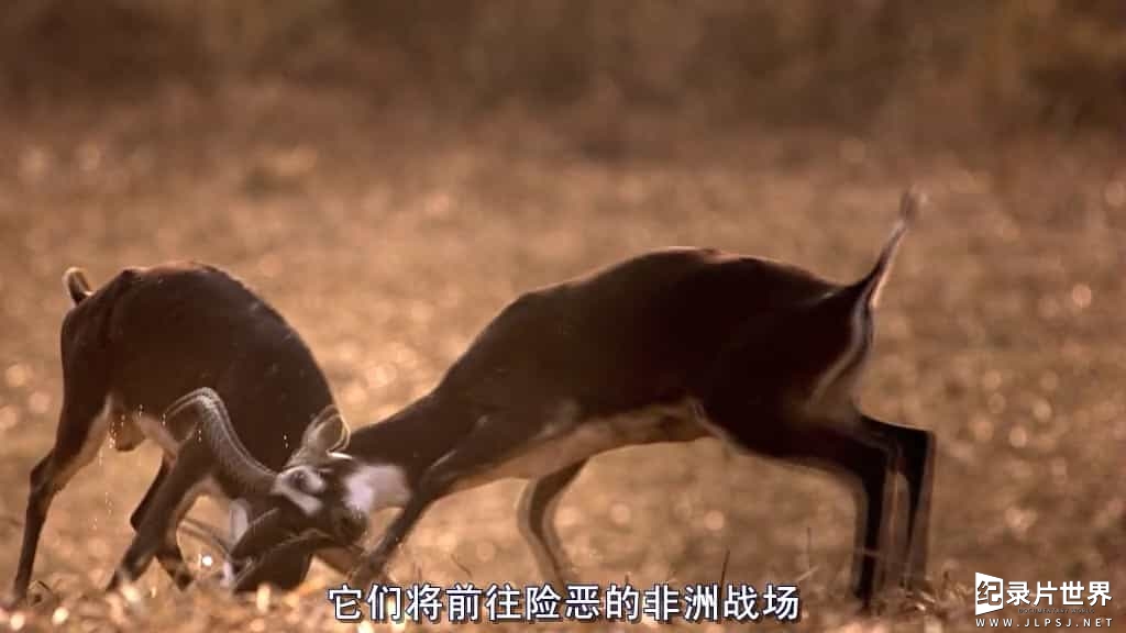 国家地理《大迁徙/生灵的远征 Great Migrations 2010》全6集