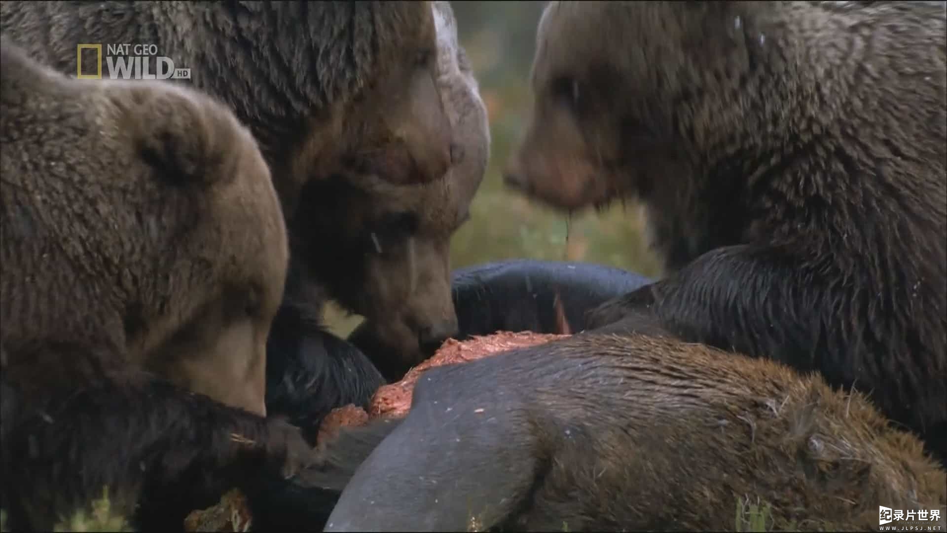 国家地理《北欧野生风情录 Nordic Wild》全4集