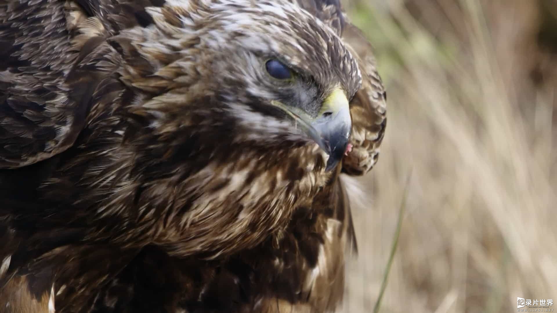 新西兰纪录片《苏格兰：狂野之年/苏格兰：狂野的一年/乡野四季 Scotland: A Wild Year 2022》第1季全4集