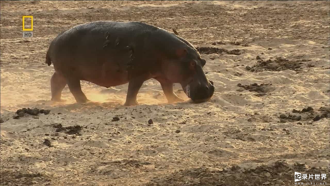 国家地理《河马地狱/河马生存战 Hippo Hell》全1集