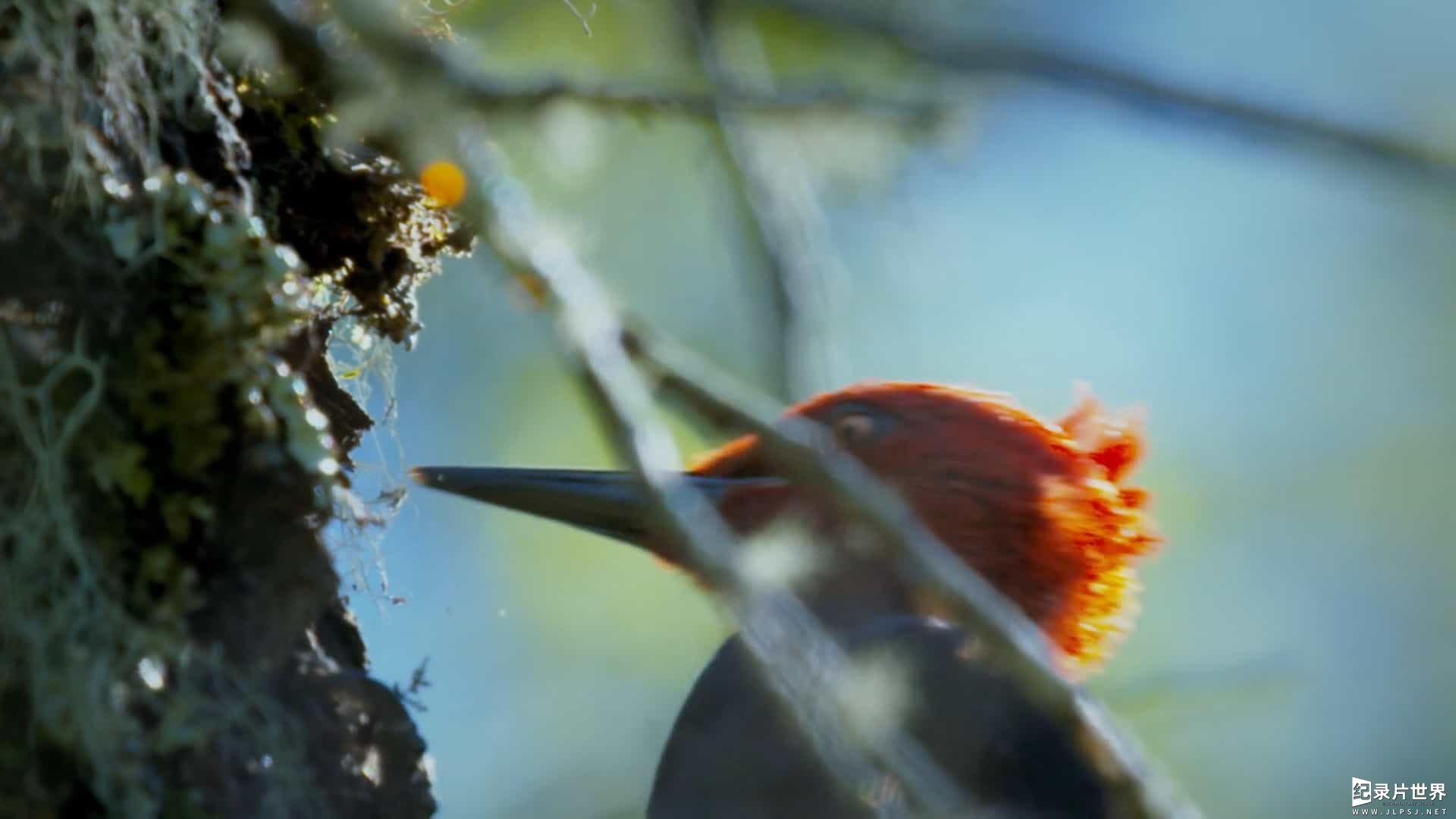 精选系列/CNN纪录片《巴塔哥尼亚：世界边缘的生活 Patagonia: Life on the Edge of the World 2022》全6集