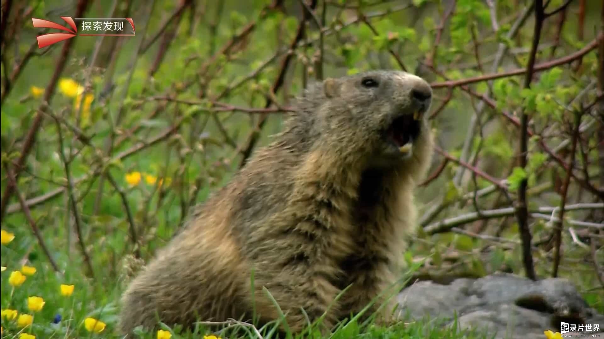 国家地理《巴伐利亚奇幻国度 Bavaria's Alpine Kingdom》全1集