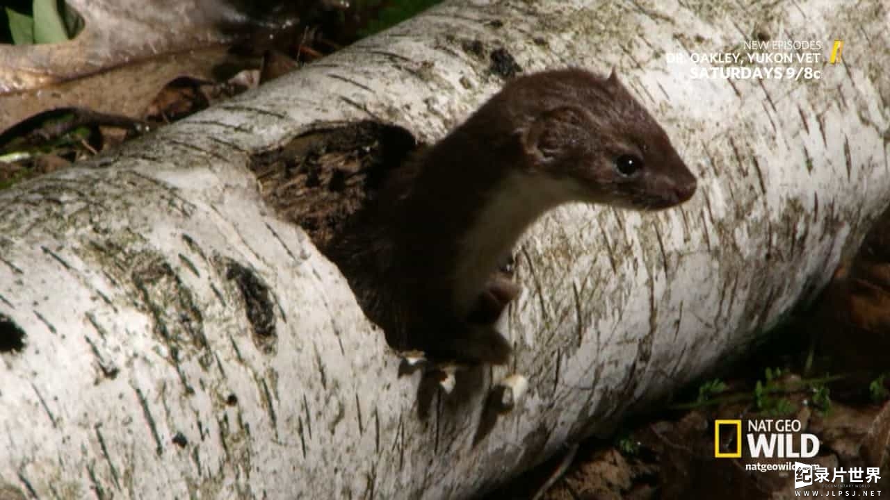 国家地理《荒野杀手-鼩鼱 Wild-Killer Shrew》全1集 