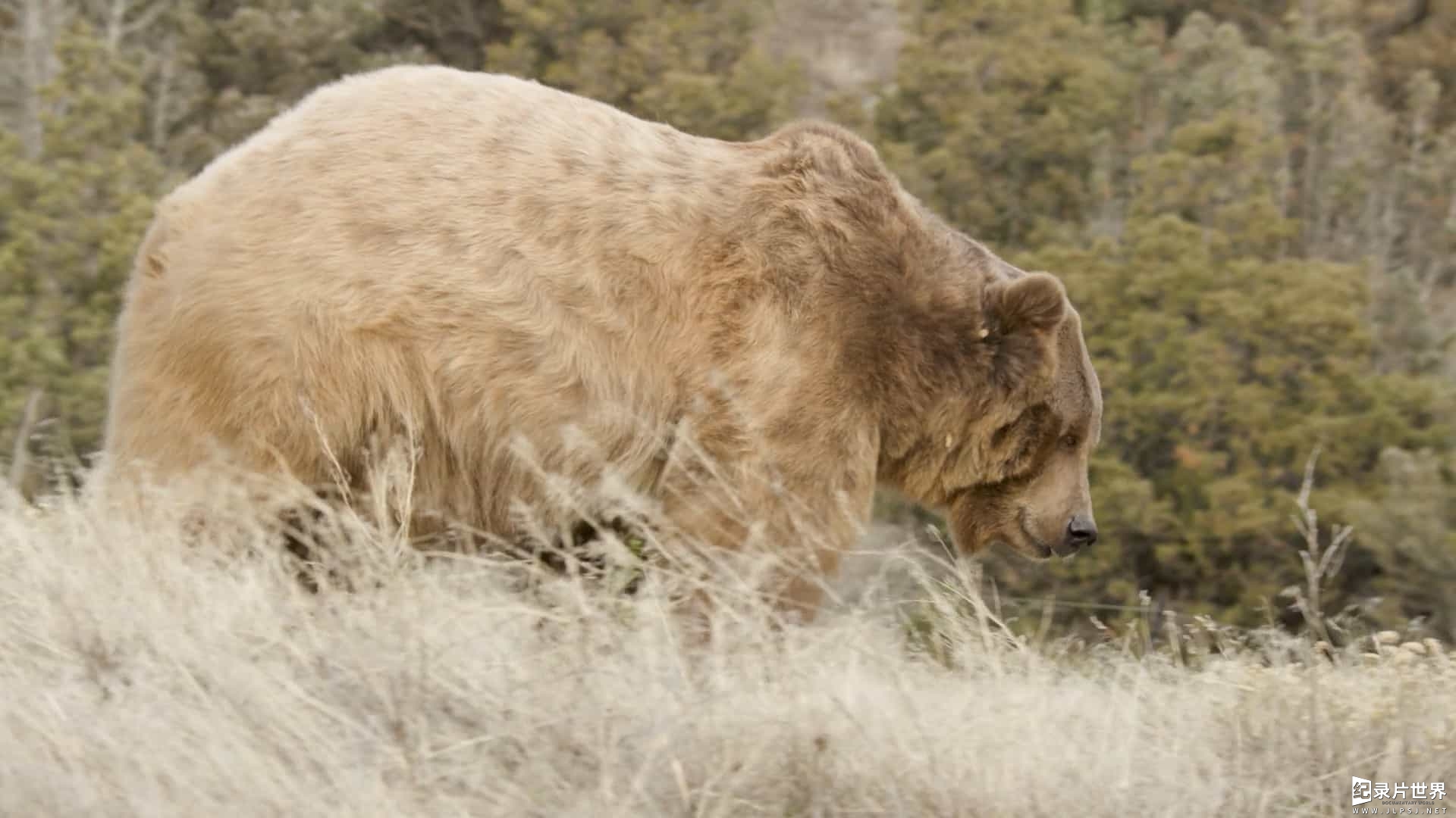 美国纪录片《追踪者的日记：科迪亚克熊 The Tracker's Diary: Bears of Katmai 2022》全6集