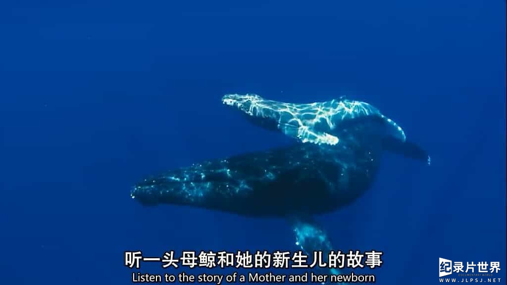 国家地理《动物星球系列：鲸奇之旅 Ocean Voyagers 2007》全1集 