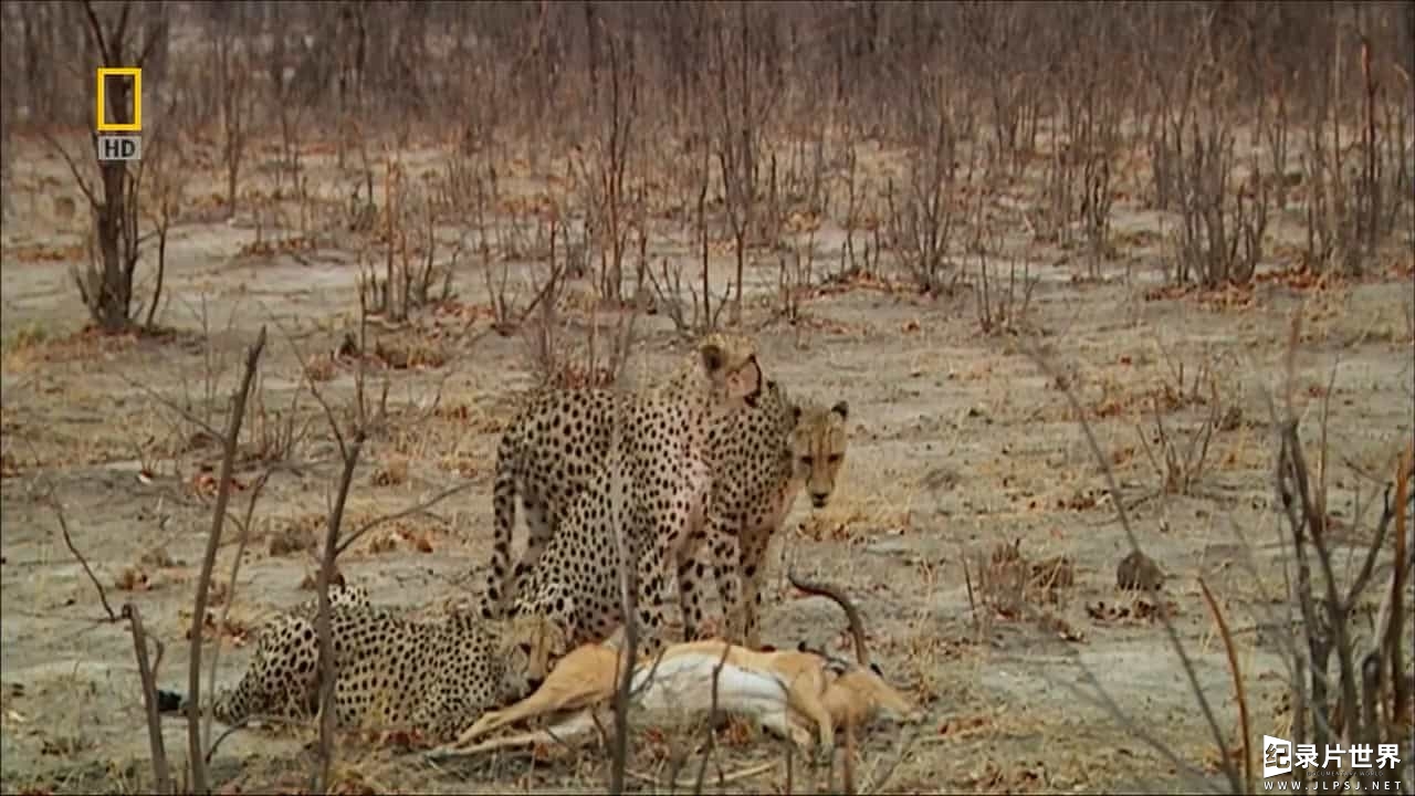 国家地理《猎豹三兄弟/猎豹兄弟党/猎豹生死兄弟 Cheetah Blood Brothers 2010》全1集