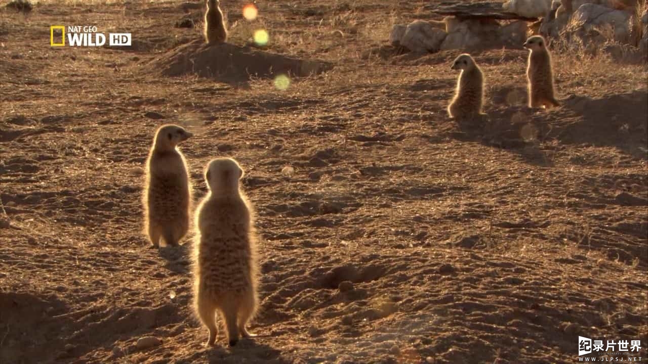 国家地理《狐獴家族 Clan Of The Meerkat 2007》全1集