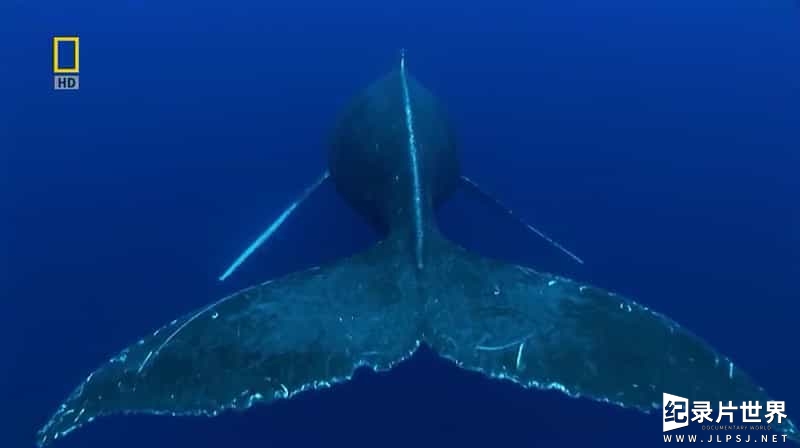 国家地理《座头鲸之歌/大翅鲸之歌/座头鲸之歌的谜题 Humpbacks Cracking The Code 2009》全1集 