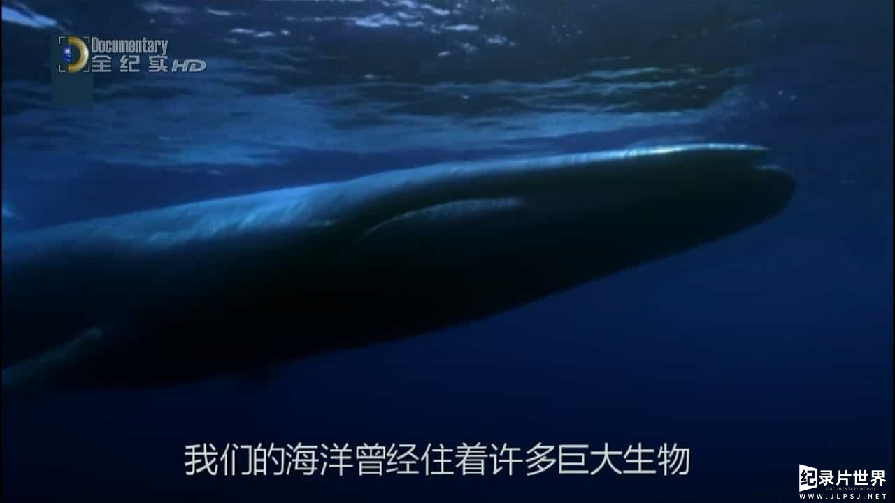 国家地理《小蓝鲸历险记 Blue Whale Odyssey 2010》全1集