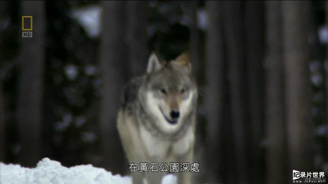 国家地理《野性黄石：女狼 Wild Yellowstone:She Wolf 2014》全1集