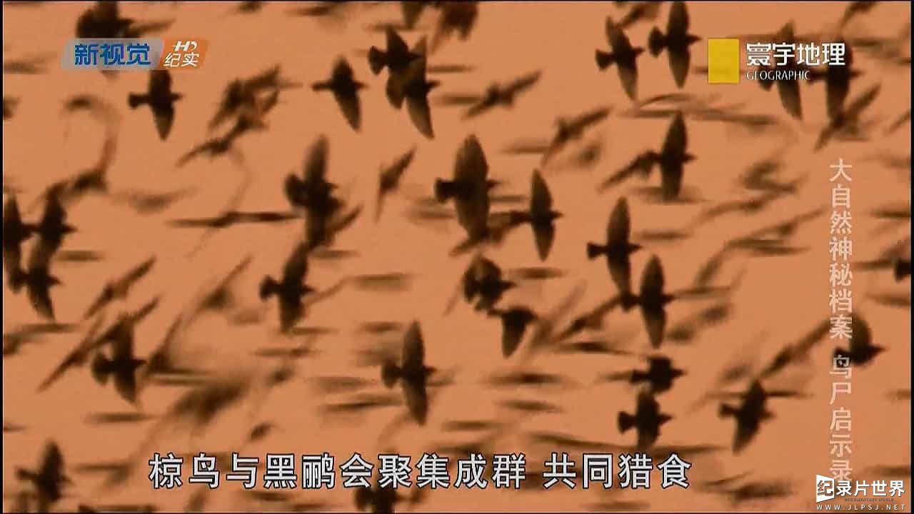 国家地理《大自然神秘档案 鸟尸启示录 Wild Case Files 2012》全1集