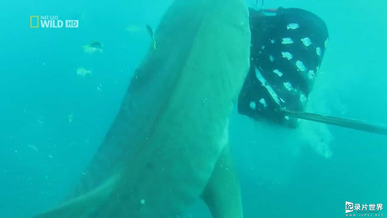 国家地理《致命的澳洲鲨鱼海岸 Australia's Deadliest Shark Coast 2013》全1集