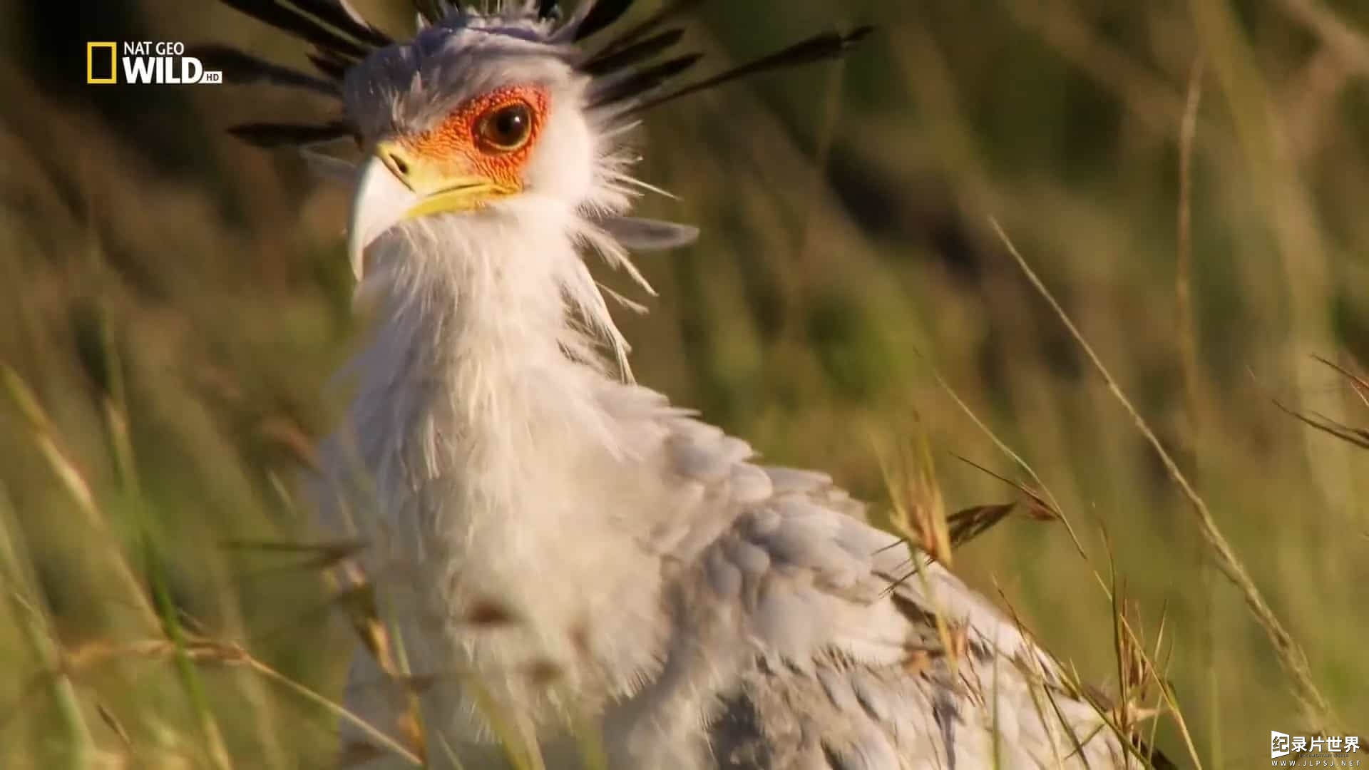 国家地理《鸟类星球 Planet of the Birds 2018》全1集 