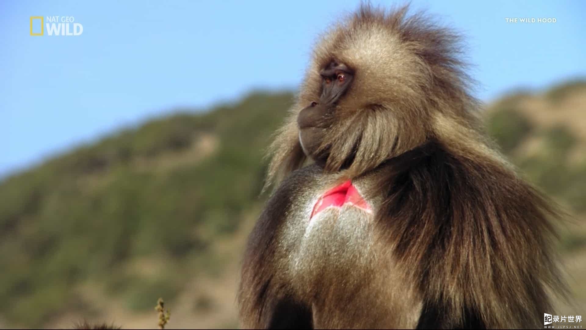 国家地理《山地狒狒 Wild King of the Mountain Baboons》全1集