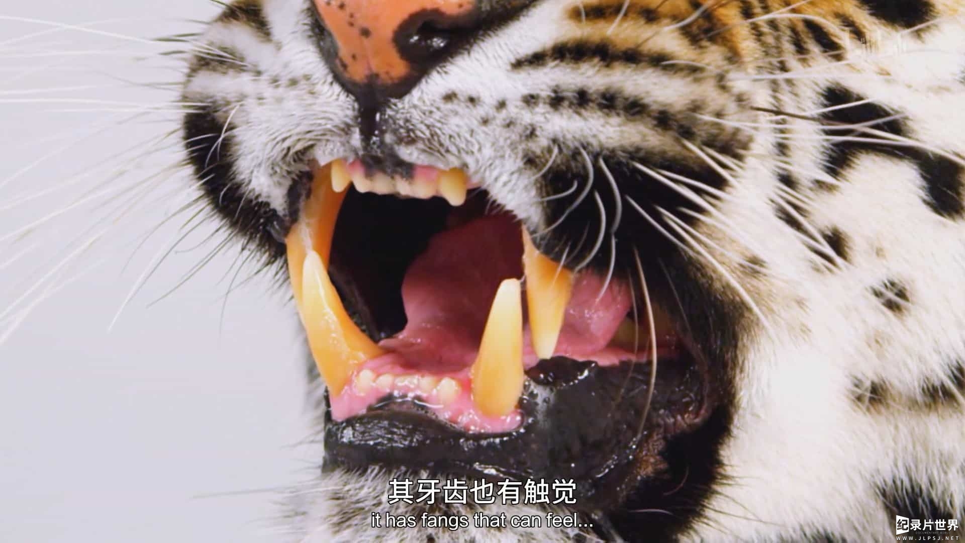 国家地理《终极动物 Ultimate Animals 2015》第1季全6集