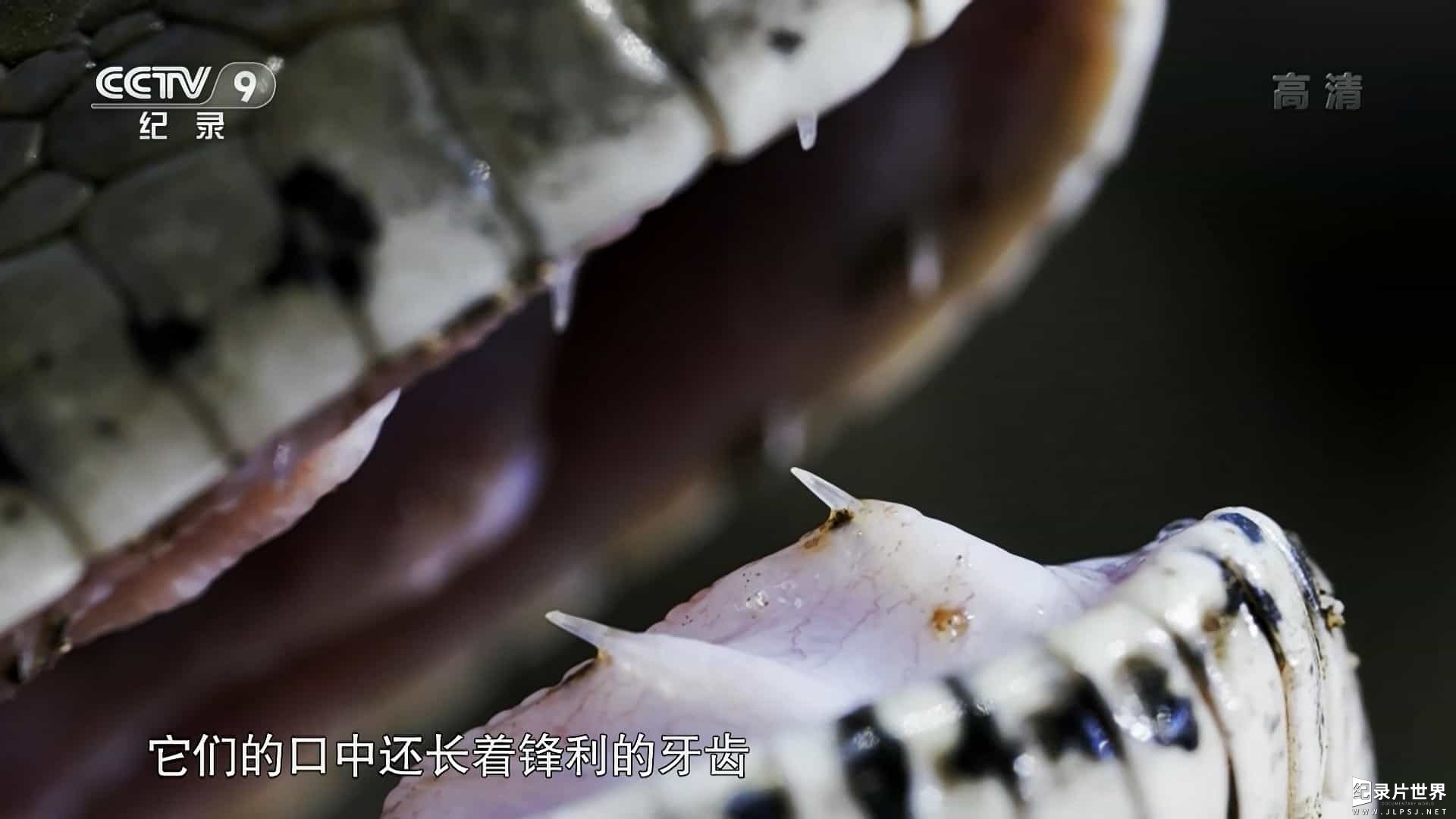 国家地理《纳塔尔蟒一族 Africa's Super Snake》全1集