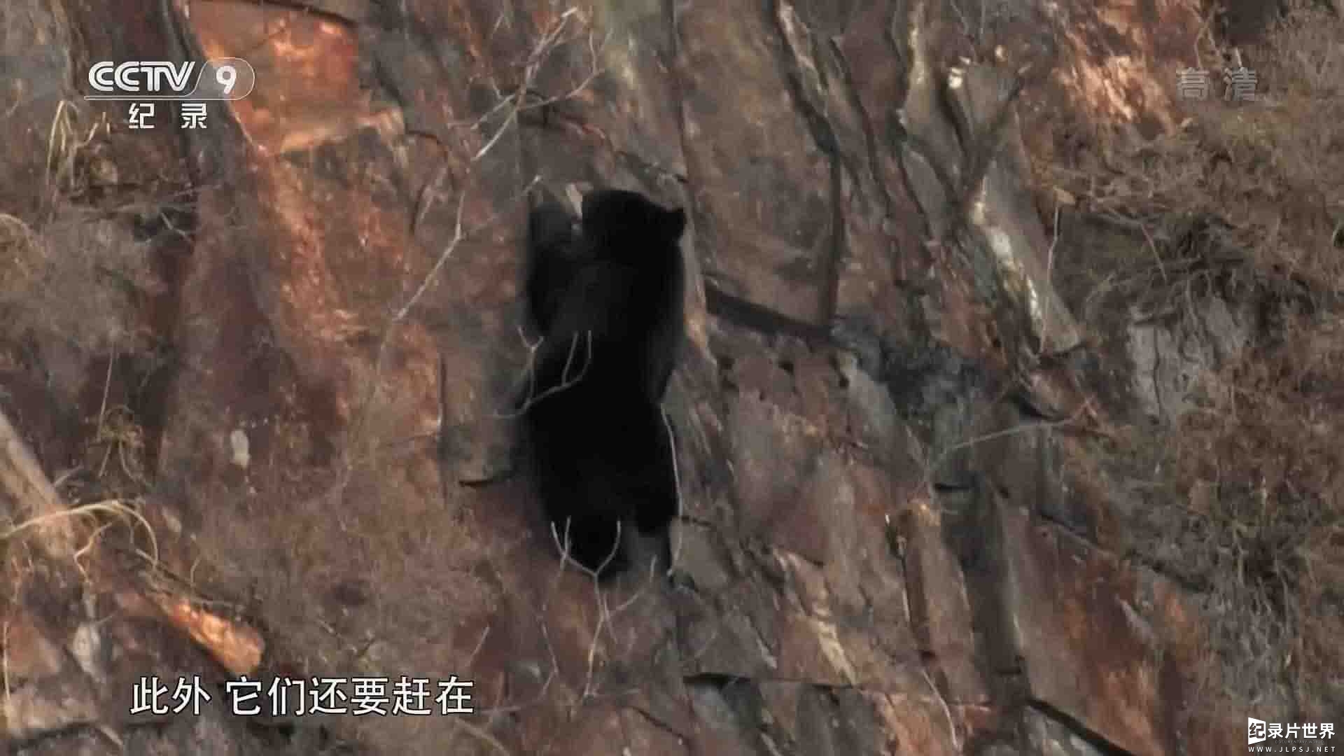 央视纪录片《重生森林中的幸存者—亚洲黑熊 Survivors of the Recovered Forest Moon Bears 2018》全1集