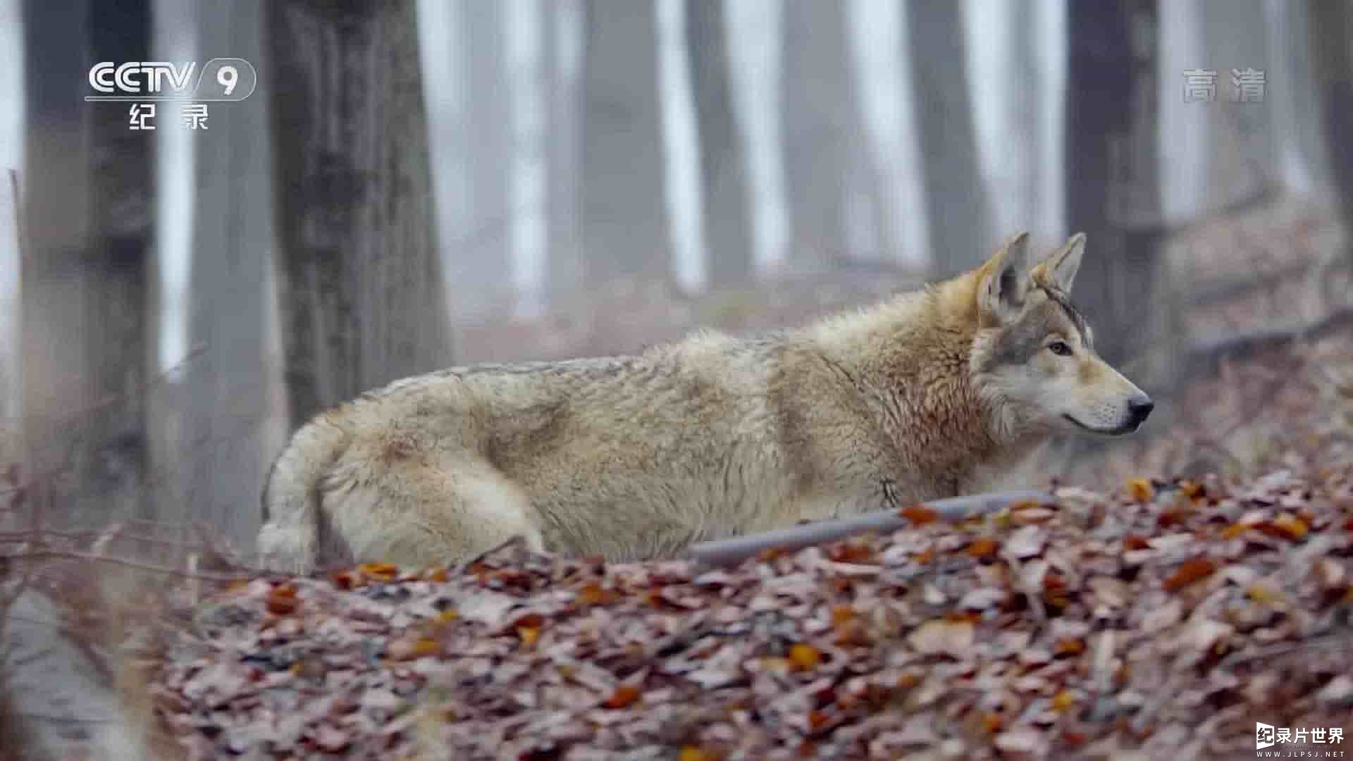 英国纪录片《野性罗马尼亚 Untamed Romania 2018》全1集