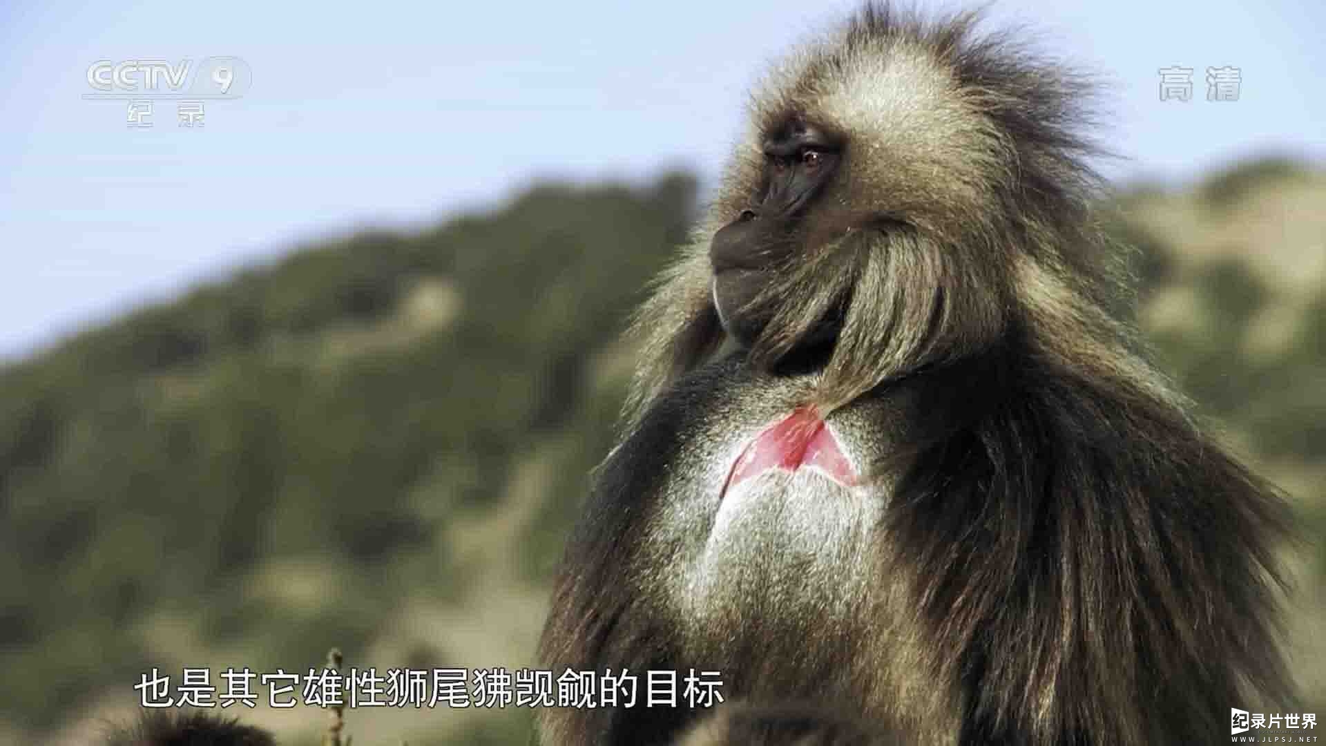 国家地理频道 《狮尾狒-山地之王 King of the Mountain Baboons 2017》全1集