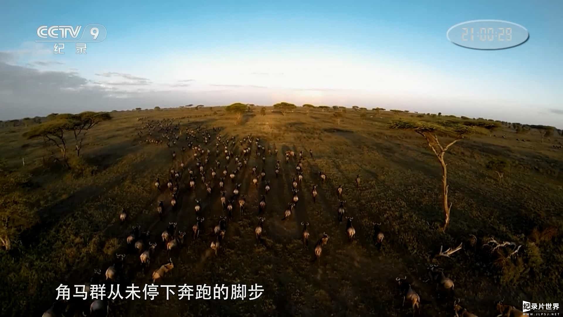 央视纪录片《角马：天生的跑者 Born to Run 2017》全1集