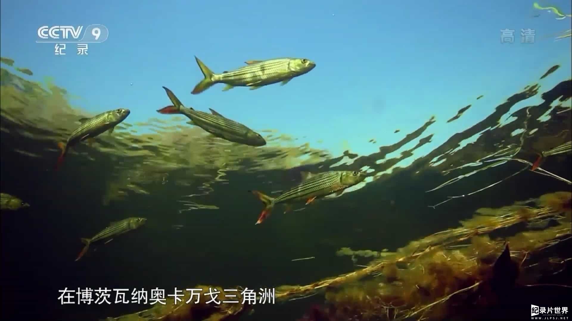 央视纪录片《奥卡万戈三角洲的水下世界 Underwater Okavango 2018》全1集