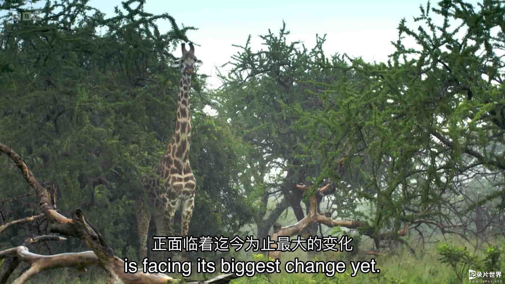 BBC纪录片《水塘故事：非洲动物的生命绿洲 Waterhole:Africa's Animal Oasis 2020》第1季全3集