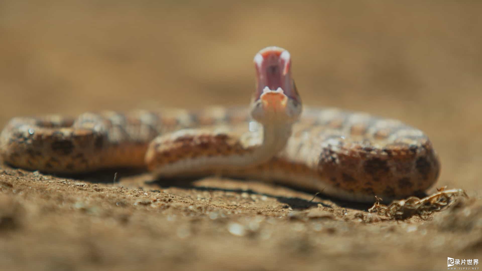 国家地理《世界上最致命的蛇 World's Deadliest Snakes 2017》第1季全3集