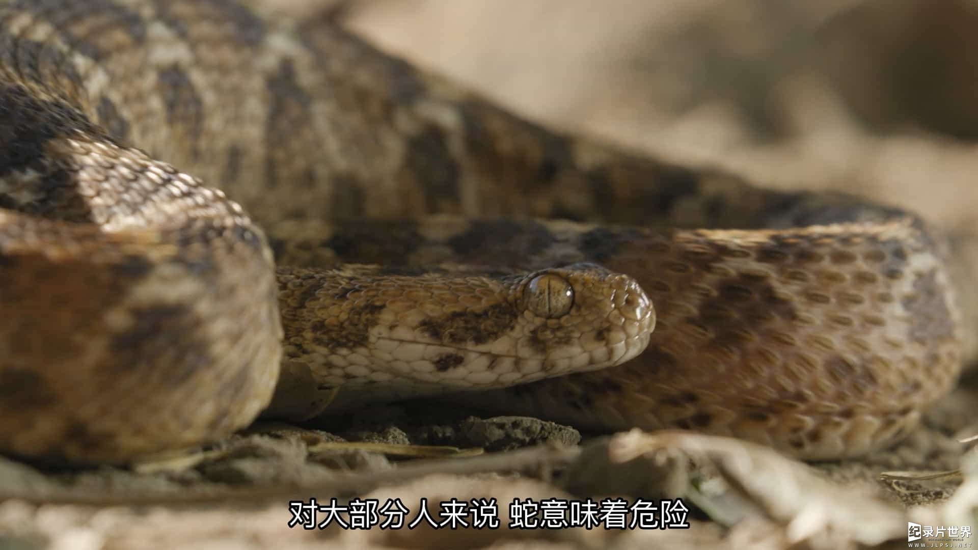 国家地理《世界上最致命的蛇 World's Deadliest Snakes 2017》第1季全3集