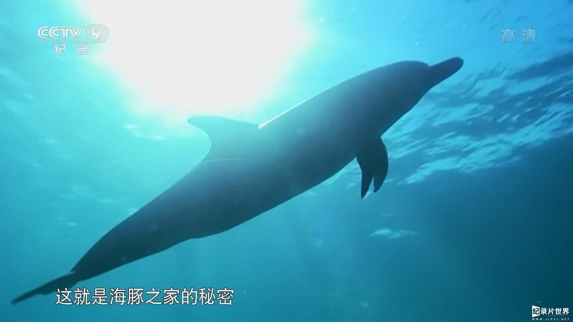 央视纪录片《海豚之家的秘密 The Girl Who Talked To Dolphins 2017》全1集