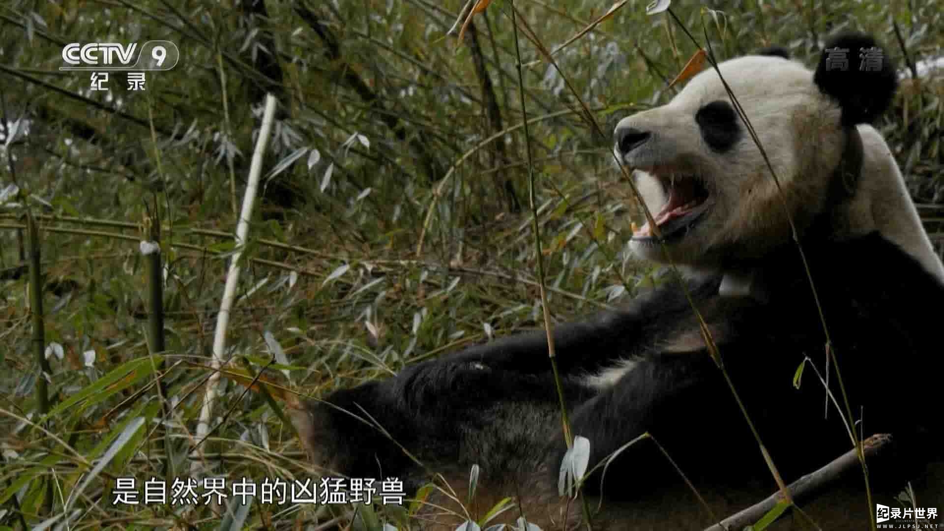 央视纪录片《重返森林 Back to the Forest 2017》全2集