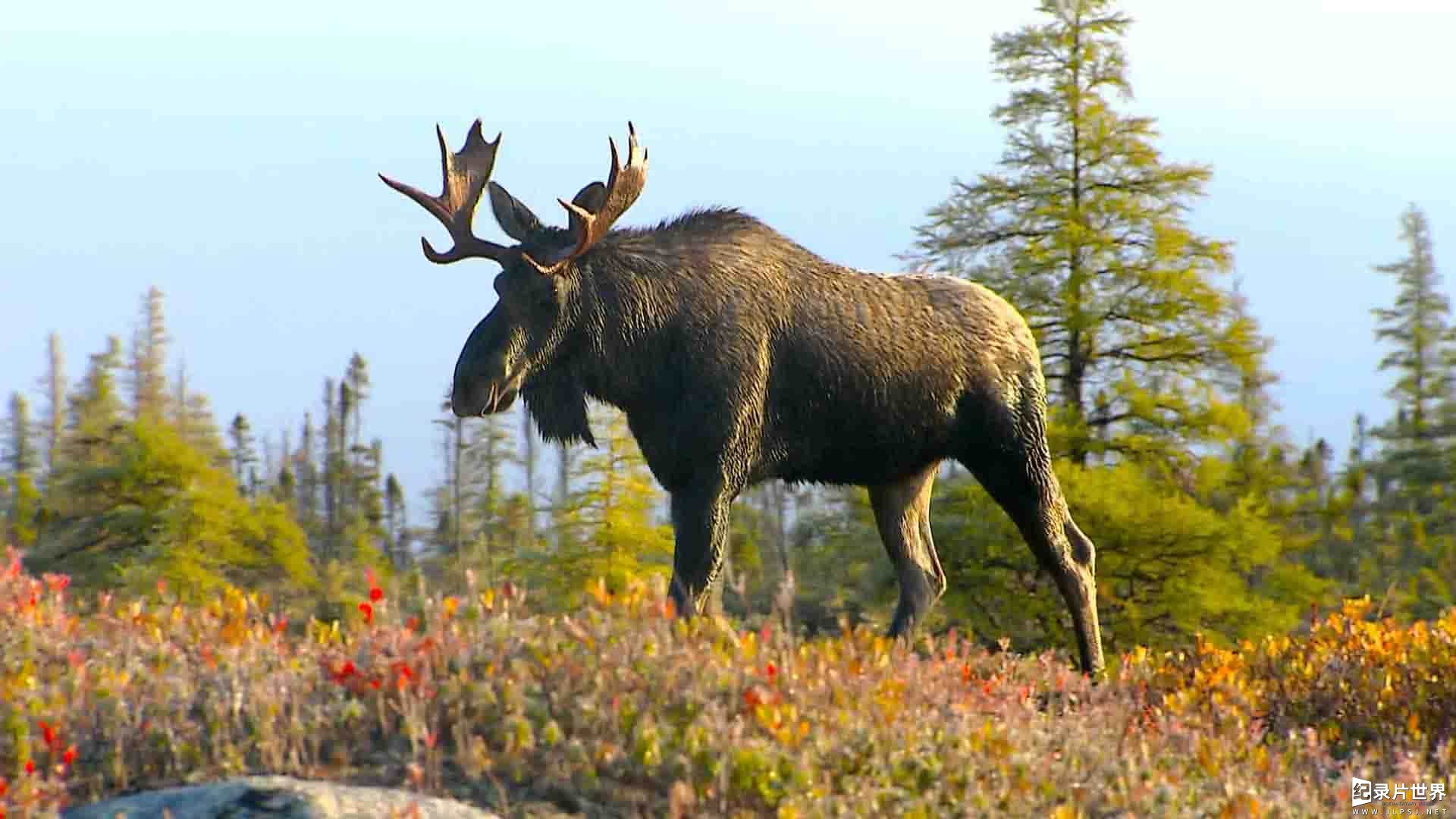 国家地理《阿拉斯加生存战/阿拉斯加动物战场 Alaska's Grizzly Gauntlet 2018》第1季全5集