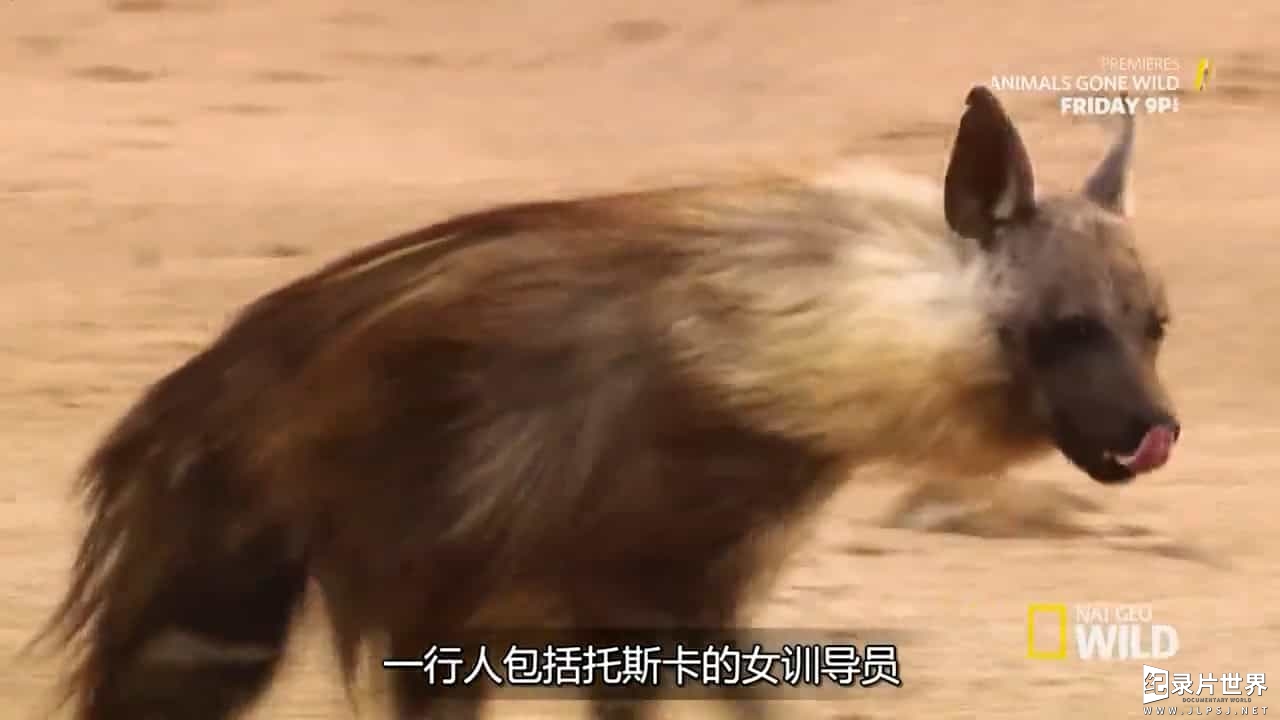 国家地理《棕鬣狗的海岸 Hyena Coast 2014》全1集