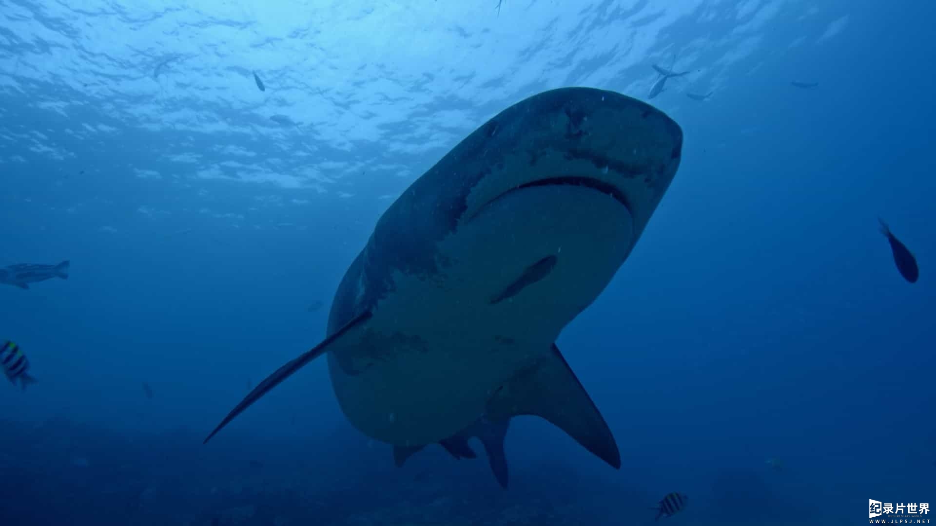 国家地理《女王鲨 Shark Queens 2022》全1集